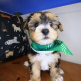 Ronni Morkie 02
