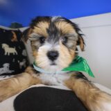 Ronni Morkie 03