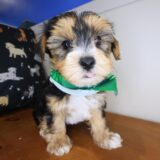 Ronni Morkie 04