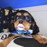 Russ Cavalier King Charles Spaniel 01