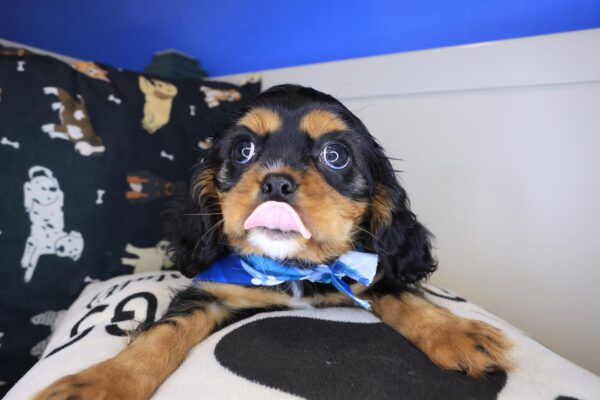 Russ Cavalier King Charles Spaniel 01