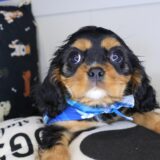 Russ Cavalier King Charles Spaniel 02