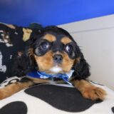 Russ Cavalier King Charles Spaniel 03