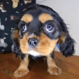 Russ Cavalier King Charles Spaniel 04