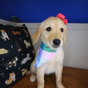 slim fit dress slacks Golden Retriever Pop Up Greeting Card with Dress Up Kit main image 0