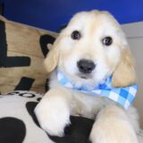 Scooby Golden Retriever 01