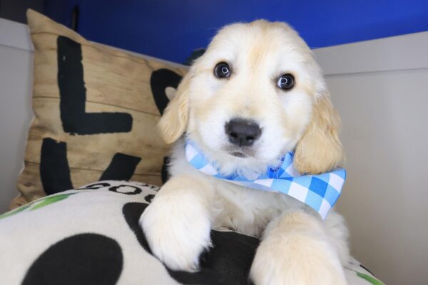 Scooby Golden Retriever 01