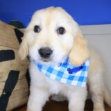 Scooby Golden Retriever 02