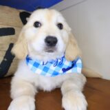 Scooby Golden Retriever 03