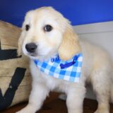 Scooby Golden Retriever 04