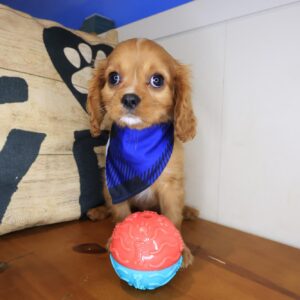 Sirius Cavalier King Charles Spaniel 01 Sirius Cavalier King Charles Spaniel 01