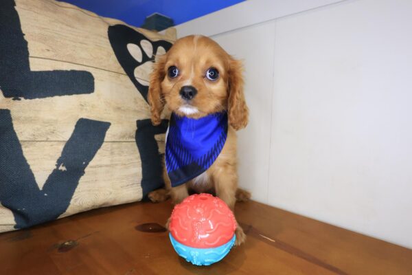 Sirius Cavalier King Charles Spaniel 01
