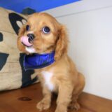 Sirius Cavalier King Charles Spaniel 02