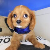 Sirius Cavalier King Charles Spaniel 03