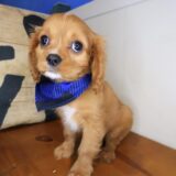Sirius Cavalier King Charles Spaniel 04
