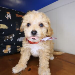 Snoozles Maltipoo 01 Snoozles Maltipoo 01