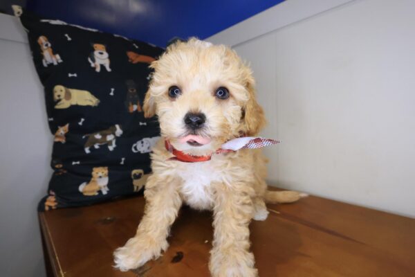 Snoozles Maltipoo 01