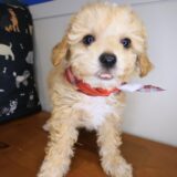 Snoozles Maltipoo 03