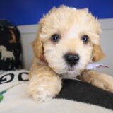 Snoozles Maltipoo 04