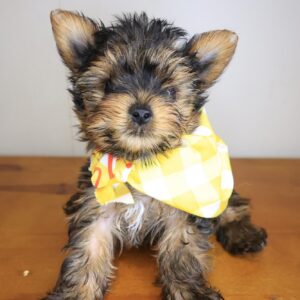 Snoozles Yorkiepoo 01 Snoozles Yorkiepoo 01