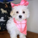 Sofia Maltipoo 01
