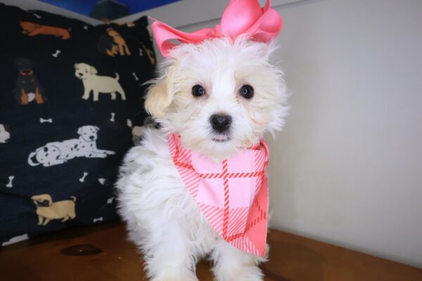 Sofia Maltipoo 01