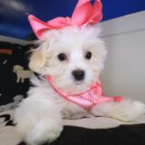 Sofia Maltipoo 02