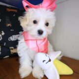 Sofia Maltipoo 04