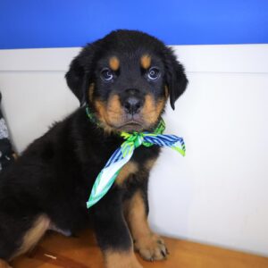 Sparky Rottweiler 01 Sparky Rottweiler 01