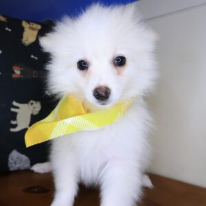 Spooky Pomeranian 01 Spooky Pomeranian 01