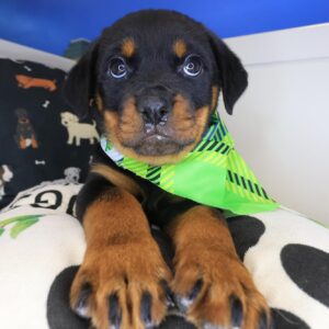 Spritzer Rottweiler 01 Spritzer Rottweiler 01