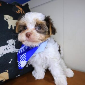 Spud Morkie 01 Spud Morkie 01