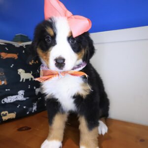 Starla Bernese Mountain 01 Starla Bernese Mountain 01