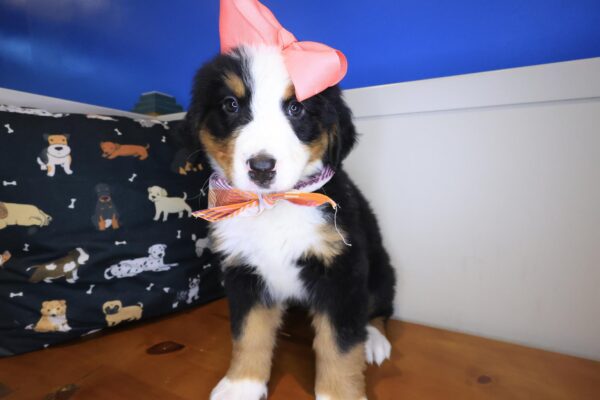 Starla Bernese Mountain 01