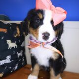 Starla Bernese Mountain 02