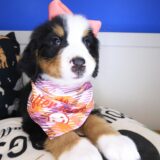 Starla Bernese Mountain 03