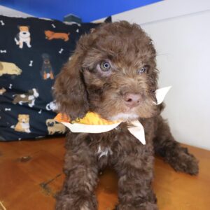Stitch Cockapoo 01 Stitch Cockapoo 01