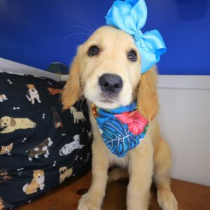 Stormie Golden Retriever 01 Stormie Golden Retriever 01