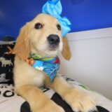Stormie Golden Retriever 02