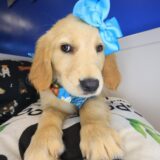 Stormie Golden Retriever 03