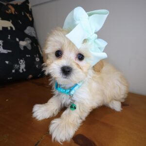 Sweet Pea Maltipoo 01 Sweet Pea Maltipoo 01