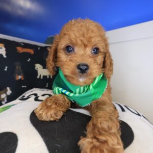 Swish Cavapoo 01 Swish Cavapoo 01