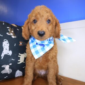 Taco Goldendoodle 01 Taco Goldendoodle 01