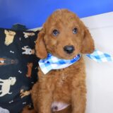 Taco Goldendoodle 02
