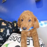 Taco Goldendoodle 03