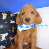 Taco Goldendoodle 04