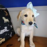 Tala Golden Retriever 01