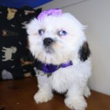 Tilly Shih Tzu 01