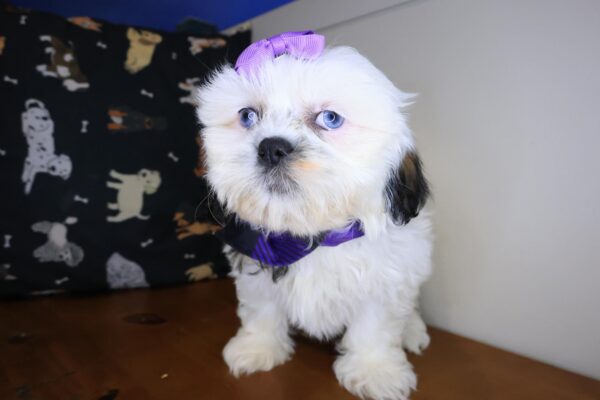 Tilly Shih Tzu 01