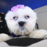 Tilly Shih Tzu 02